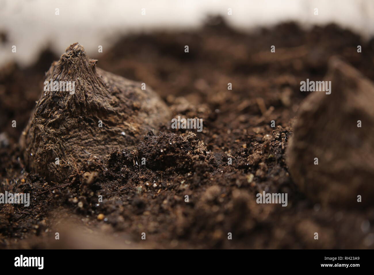 Nahaufnahme von Rote Bete in fruchtbaren Boden. Stockfoto