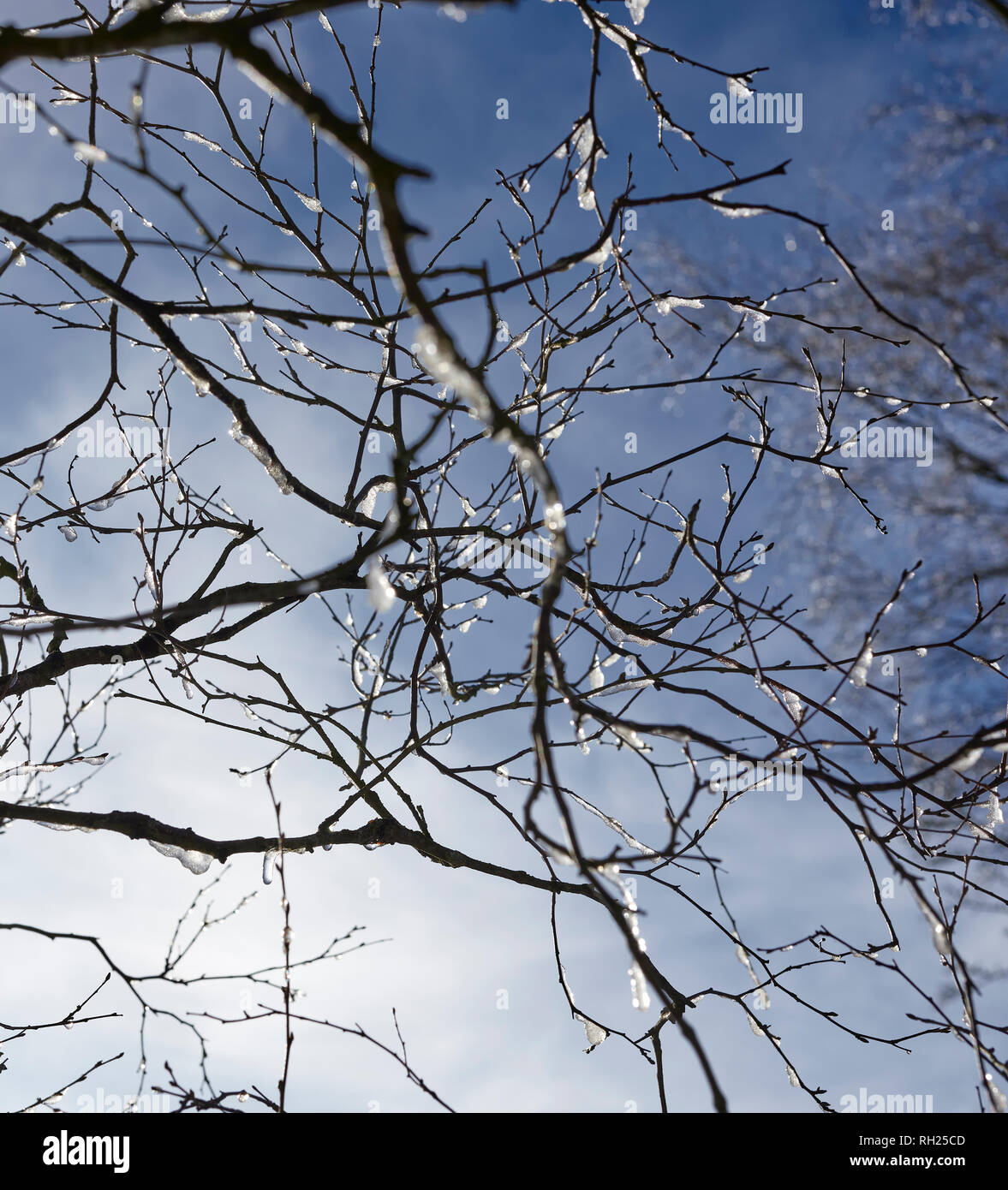 Torf LANE, NIDDERDALE, Harrogate, N YORKS, Großbritannien, 30. Jan 2019. Eis klammert sich an empfindlichen Zweige eines winterlichen Silver Birch gegen einen sehr kühlen blauen Himmel. Stockfoto