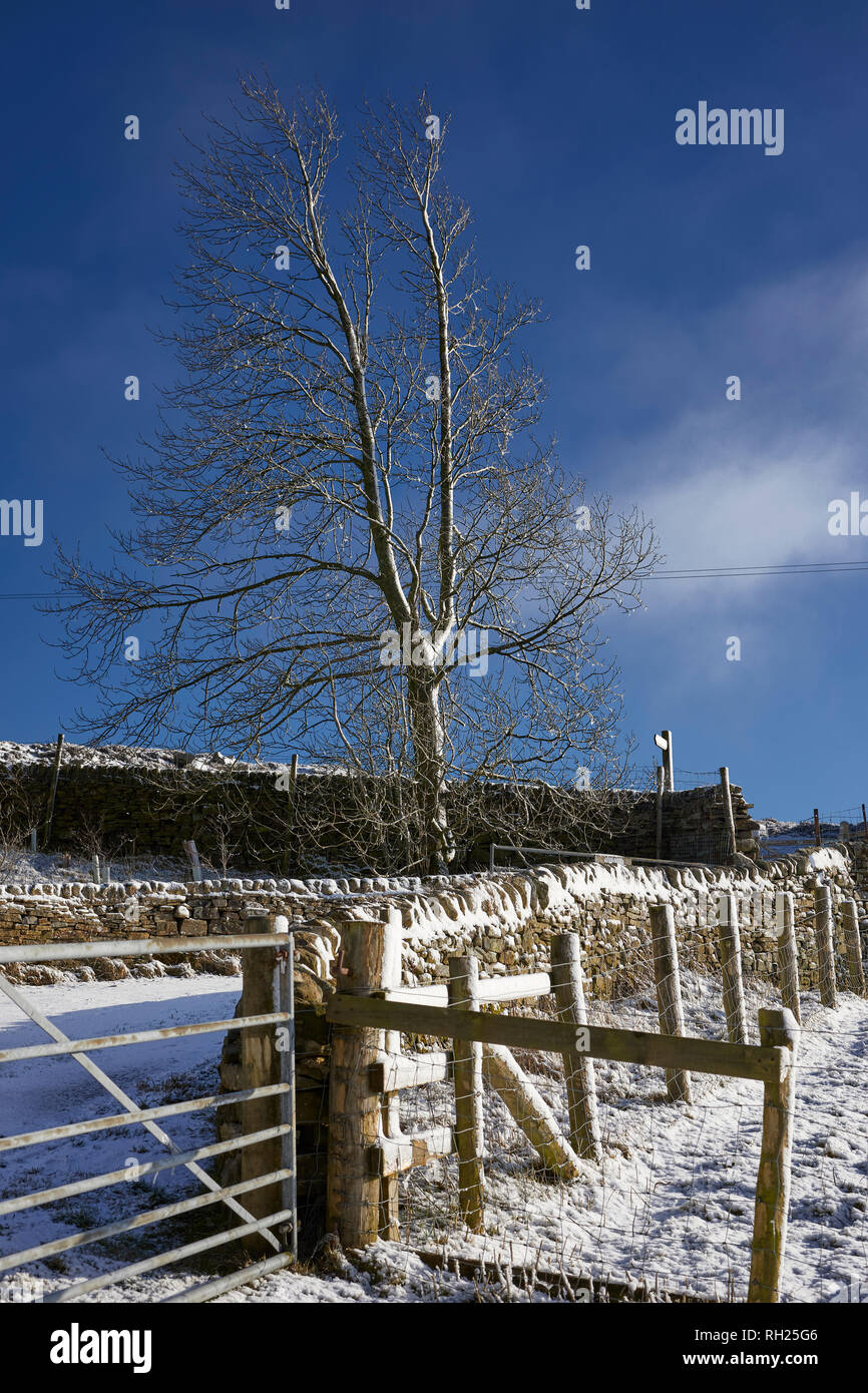 Torf LANE, NIDDERDALE, Harrogate, N YORKS, Großbritannien, 30. Jan 2019. Blattlosen Esche steht gegen eine beißende West Wind unter einem kühlen blauen Himmel. Stockfoto