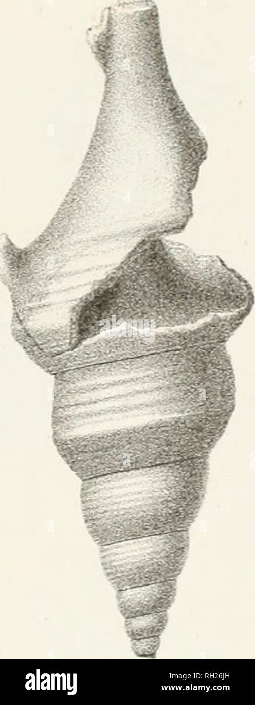 . Paléontologie Francaise; Beschreibung zoologique et géologique de tous les Animaux et mollusques rayonnés Fossilien de France. Paläontologie. . Bitte beachten Sie, dass diese Bilder sind von der gescannten Seite Bilder, die digital für die Lesbarkeit verbessert haben mögen - Färbung und Aussehen dieser Abbildungen können nicht perfekt dem Original ähneln. extrahiert. Orbigny, Alcide Dessalines d', 1802-1857. Paris Stockfoto