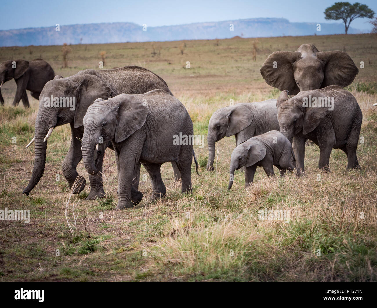 Safari in Kenia und Tansania, Dez '18 Jan '17. Stockfoto