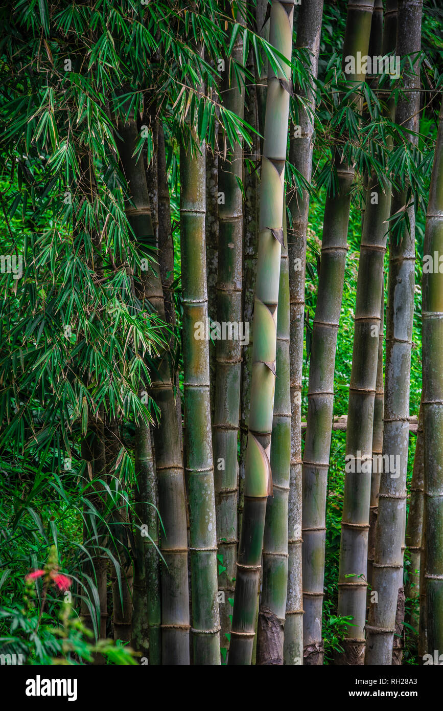 Bambus Baum Stockfotos und bilder Kaufen Alamy