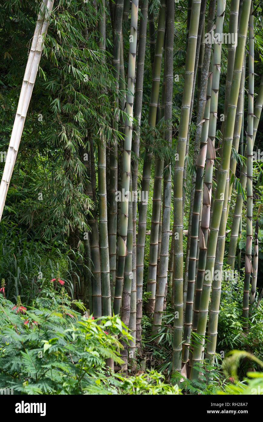 Bambus Bume im Regenwald Stockfotografie - Alamy