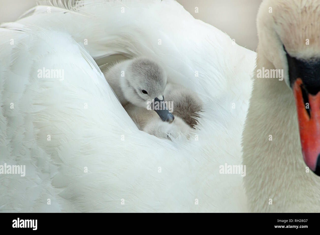 Nahaufnahme eines Erwachsenen - Höckerschwan Cygnus olor und neu Shaker auf dem Rücken geschlüpft. Stockfoto