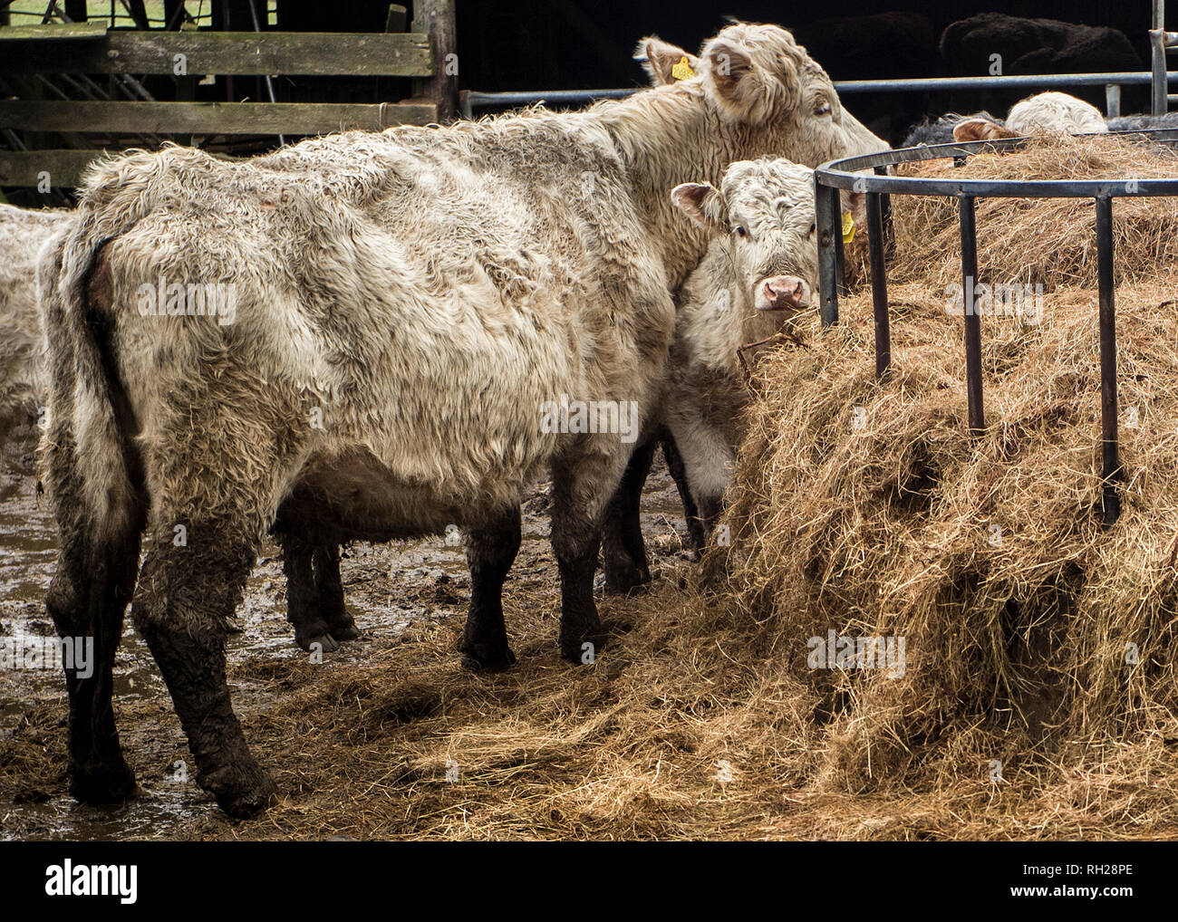 Junge Kühe, Fütterung in Hof, in Richtung Kamera schaut, in Hof, Stockfoto