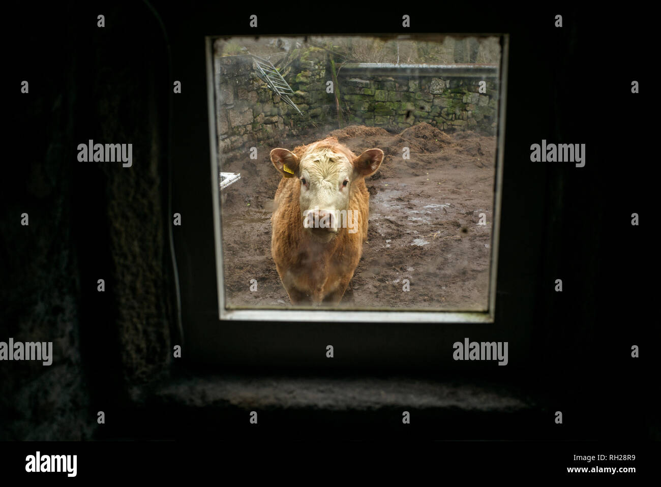 Kuh durch Fenster junge Kühe gesehen, in Richtung Kamera schaut, in Hof Stockfoto