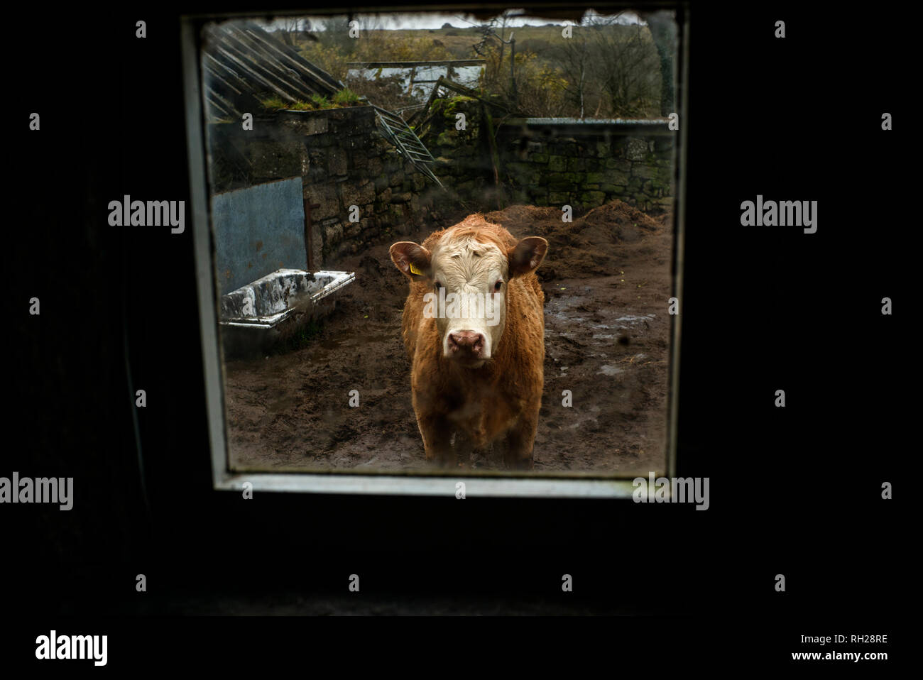 Kuh durch Fenster junge Kühe gesehen, in Richtung Kamera schaut, in Hof Stockfoto