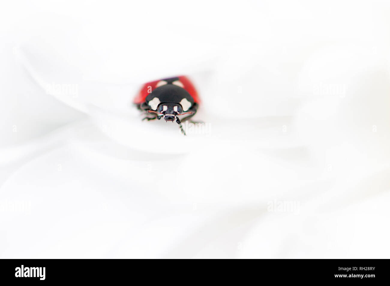 Nahaufnahme eines 7-Punkt Marienkäfer - Coccinella septempunctata ruht auf Pure White Dahlia Blütenblätter Stockfoto