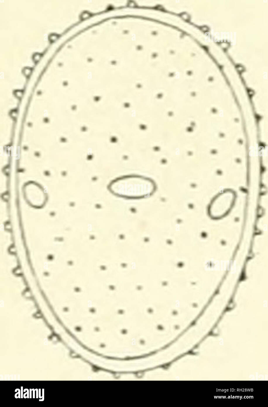 . Die britische Rostpilze (uredinales) ihre Biologie und Klassifizierung. Rostpilze - - Großbritannien. 10 rKKlXlSPOKKS: Abb. 10. Blatt der Carex pendula, mit Uredo- und teleuto - Sori, leicht en-Larged. Vier) germ-Poren; im Tact, Zinn - Uredo - ähnelt dem aecidiospore in Charakter und musl b" - &Lt;- nsidered als homologe mit it-der Stiel - entsprechende Zelle die Zelle intercalary der Letzteren. Aber sie unterscheiden sich erheblich in der Modeerscheinung, die uredospore immer einzeln hergestellt wird, uot in Ketten. (Das ist nicht wahr, doch von allen Uredinales.) Die Membran des uredosjxiiv ist fast peppige Stockfoto