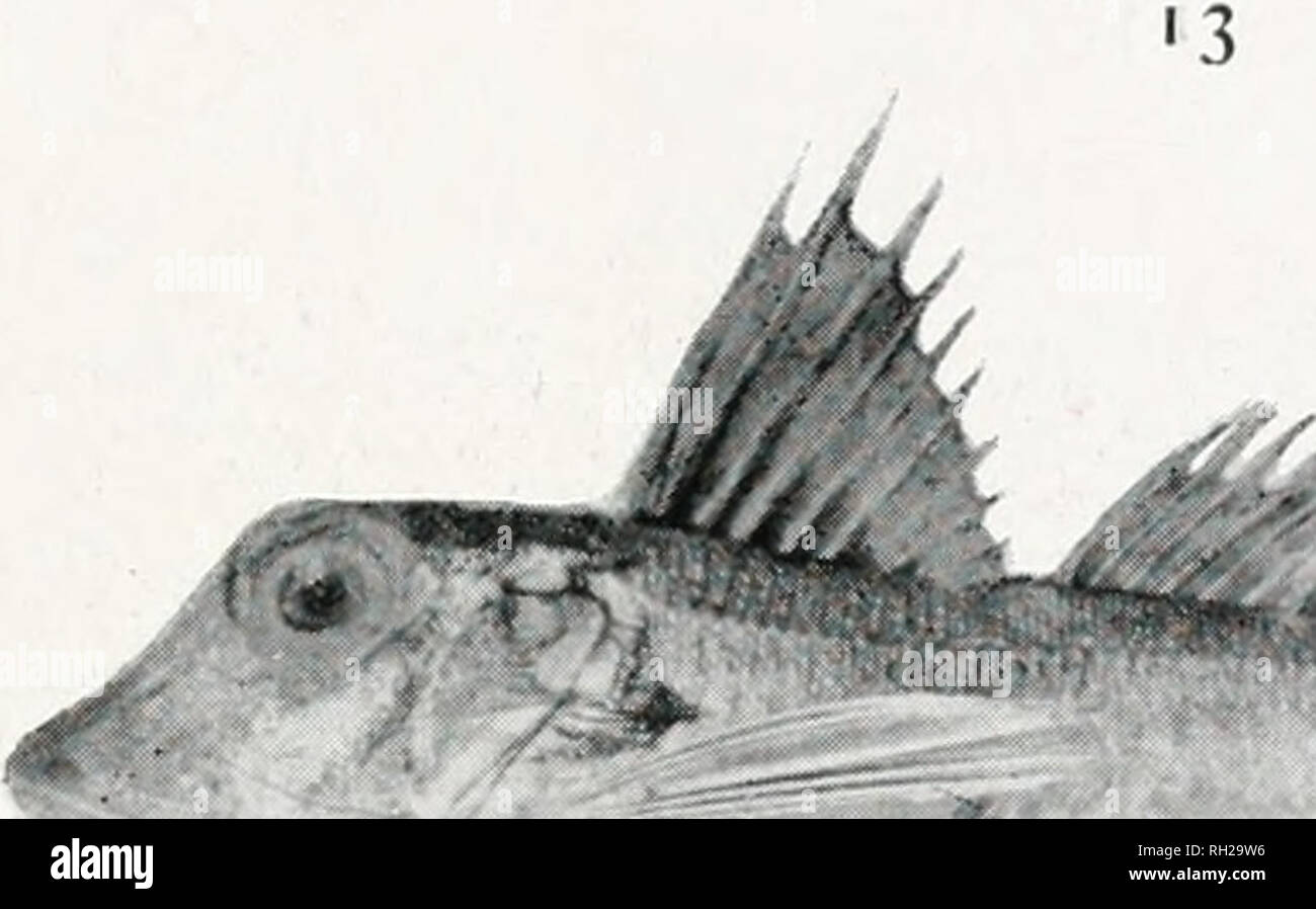 . British Sea Fish: Ein illustriertes Handbuch der genießbaren Meer Fischen der Britischen Inseln. Fische - Essen; Fische - - Großbritannien. Nr. 14. GURNARDS oder GURNETS. Whirlpool oder Schuhriemen, Triglu Jiirumla, Bloch (siehe Abbildung). Piper, T rechts, Ivru Linnaeus. Grauer Knurrhahn, Triglu gnnutrJus, Linnaeus. Rote Knurrhahn, Triglu cncidns, Linnaeus. Streifige Knurrhahn, Triglu lincutu. Linnaeus. Long-finned Knurrhahn, Trigla obscnnt, Linnaeus. Üblichen extremen Länge: 24 Jb Zoll für die ersten drei Arten, 12 bis 18 für die anderen. Beschreibung: - Trotz der zahlreichen spezifischen Unterschiede, alle Gurnards im foll überein Stockfoto