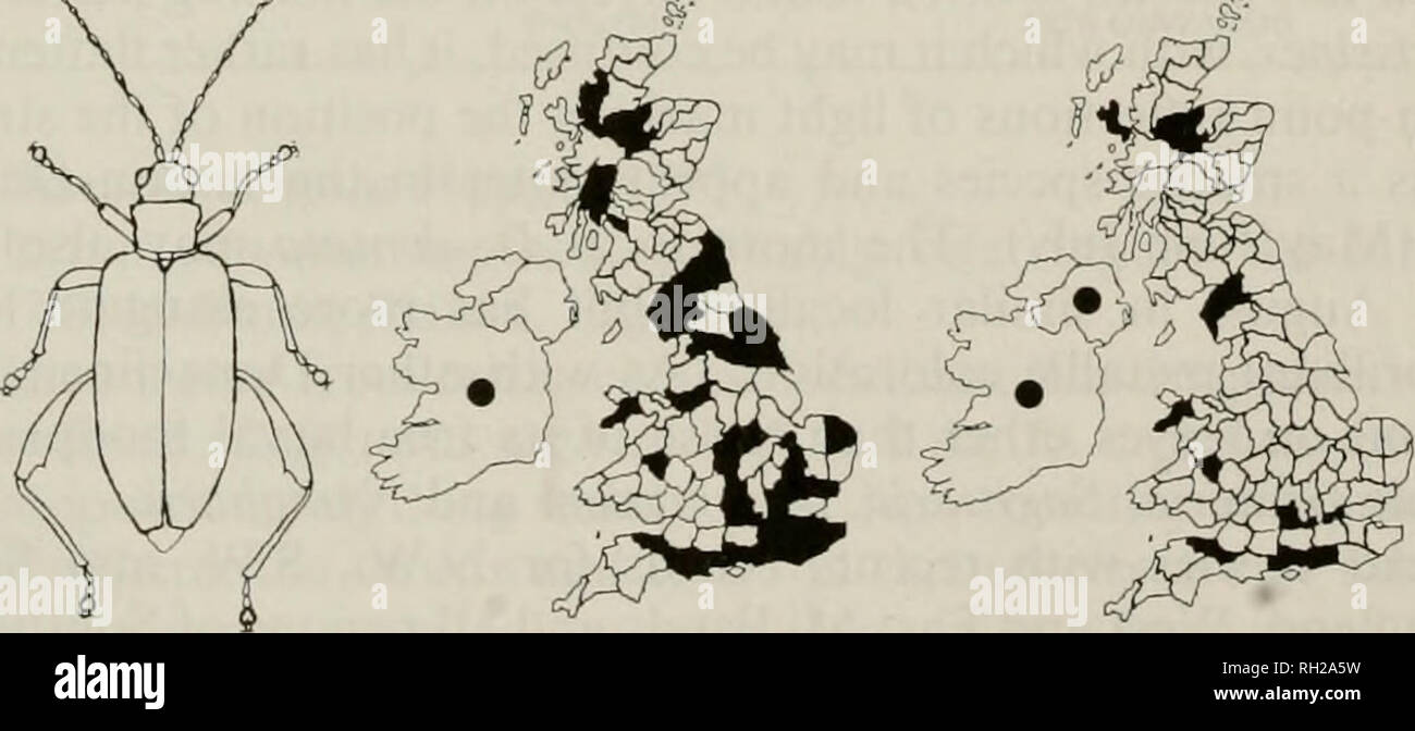 . British Journal der Entomologie und Naturgeschichte. Natural History; Entomologie. VICE - GRAFSCHAFT VERTEILUNG. Vor 1970 (= 34): 9; 10; H; 12; 13; 14; 15; 17; 18; 19; 20; 22; 23; 25; 26; 27, 29; 32; 33; 34; 38; 41; 46; 48 55; 59; 62; 66; 70; 72; 91; 92; 110 94. 1970 (= 29): 1; 11; 13; 14; 15; 17; 18; 20; 22; 23; 27; 31; 32; 34; 38; 41; 44; 45; 46; 52; 53; 54; 64; 75; 80; 98; 104; 108; 110. 1970 4. Cygnus olor crassipes Fabricius, 1775 Status: Bemerkenswerte B (Latein: Crassus, Dick, brutto; PES, einem Fuß, was sich wohl auf die erweiterten Hinterbeine). L=9.0-11.0 mm; Platte I, Abbildung 4. Eine der Stockfoto