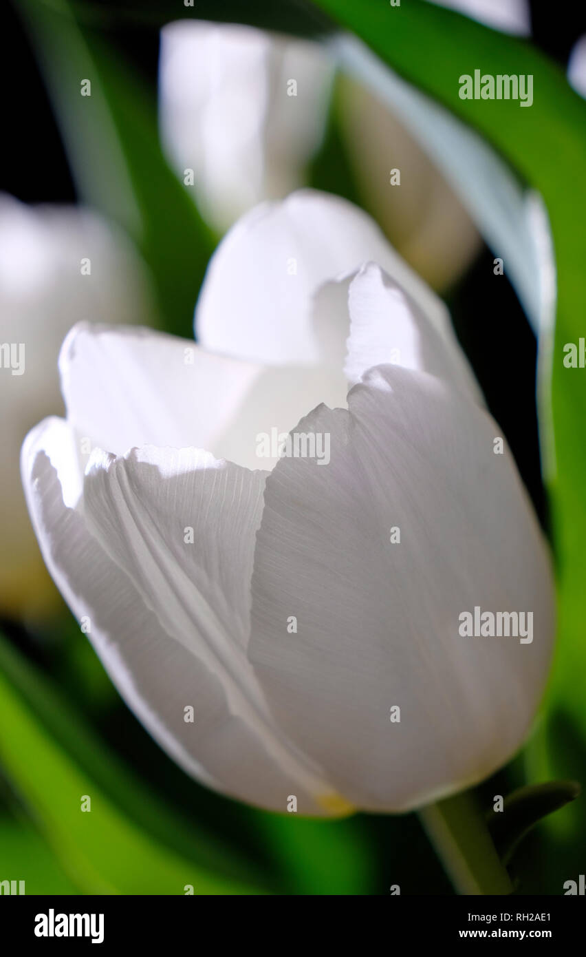 Nahaufnahme der Pure White Tulip Blütenblätter Stockfoto