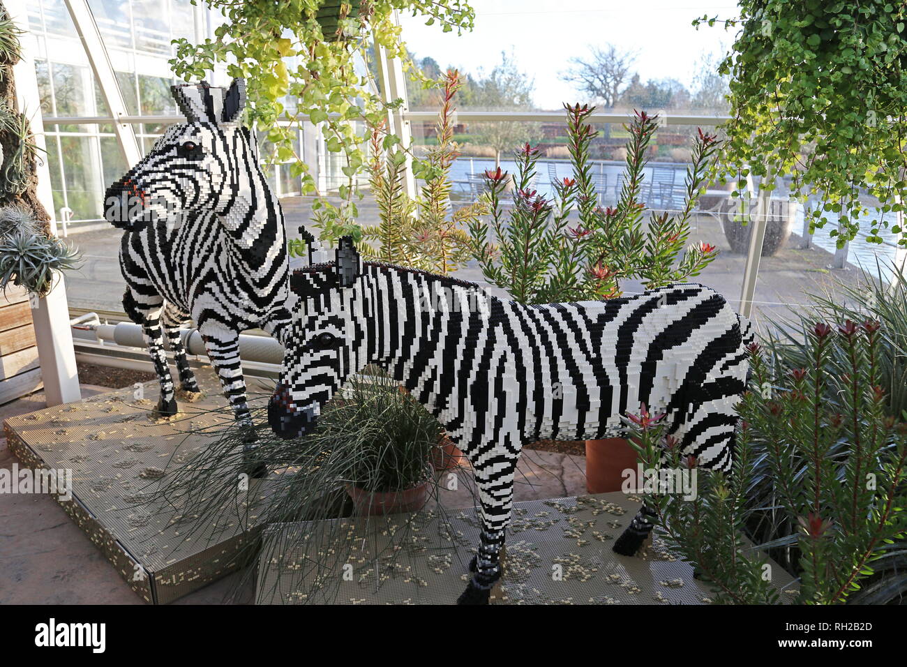 Große Ziegel Safari 2019, Zebras aus Lego, RHS Garden Wisley, Woking, Surrey, England, Großbritannien, USA, UK, Europa Stockfoto