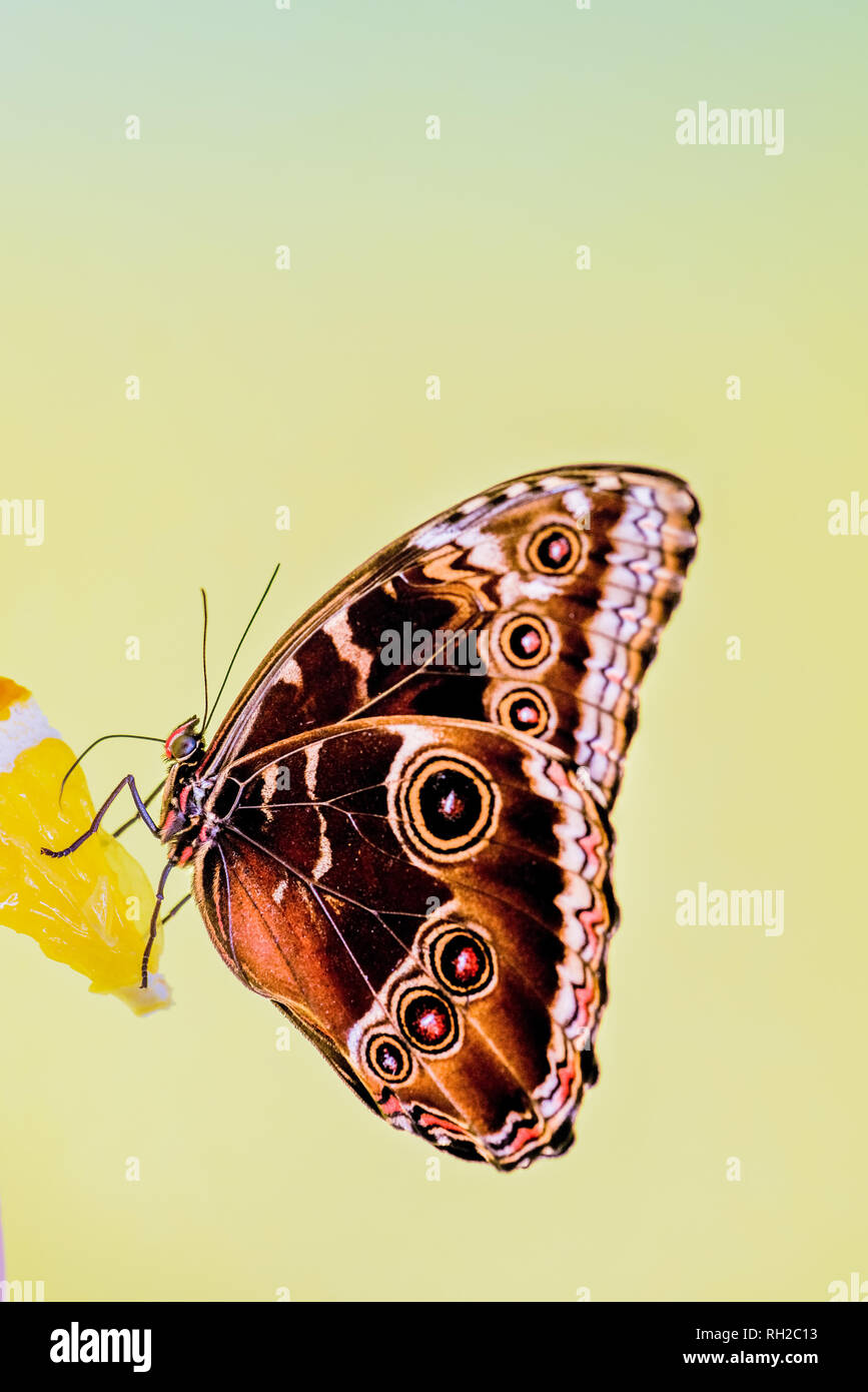 Morpho-Schmetterling Stockfoto