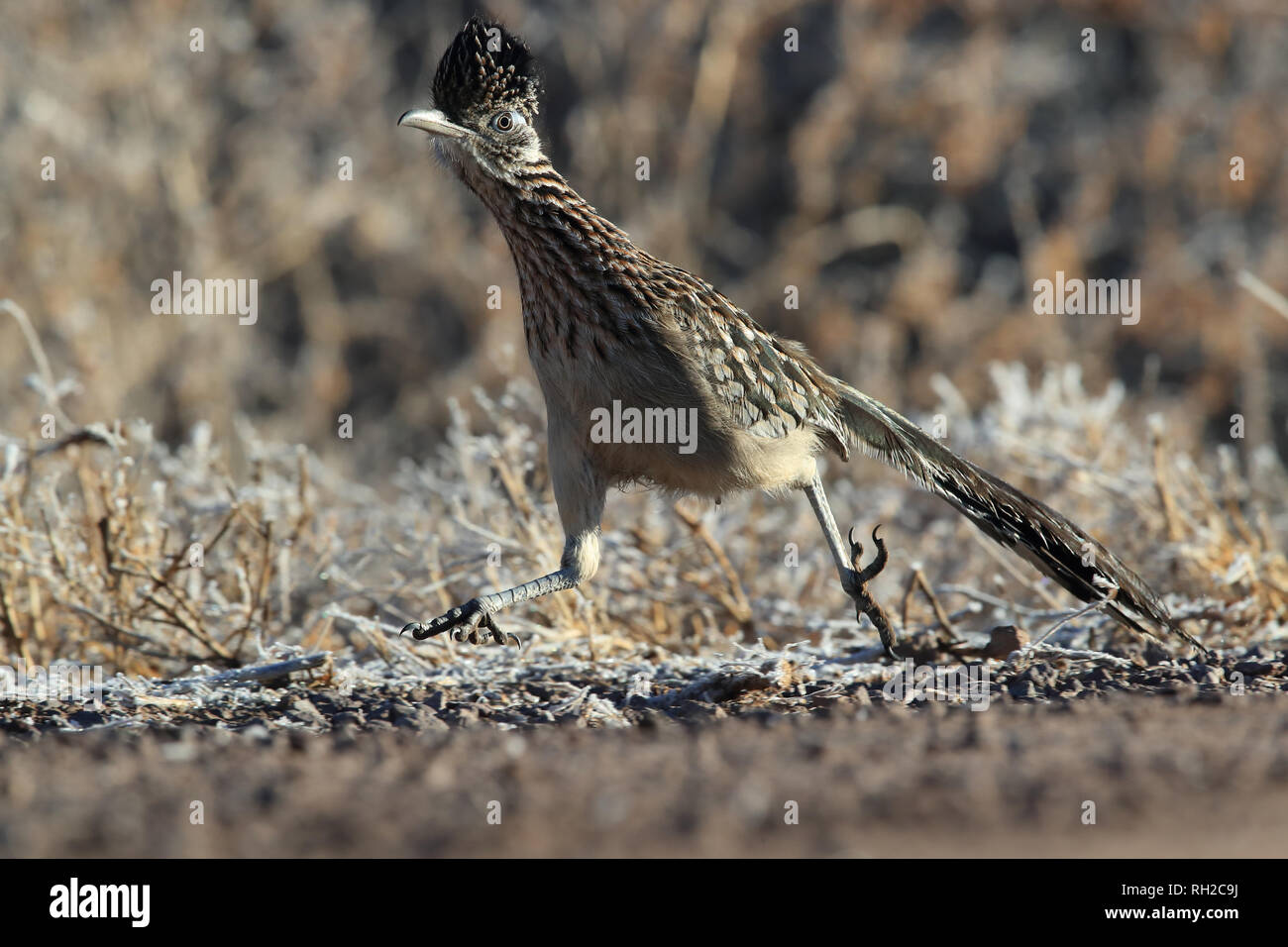 Roadrunner Bosque Del Apache Wildlife Refuge in New Mexico, USA Stockfoto