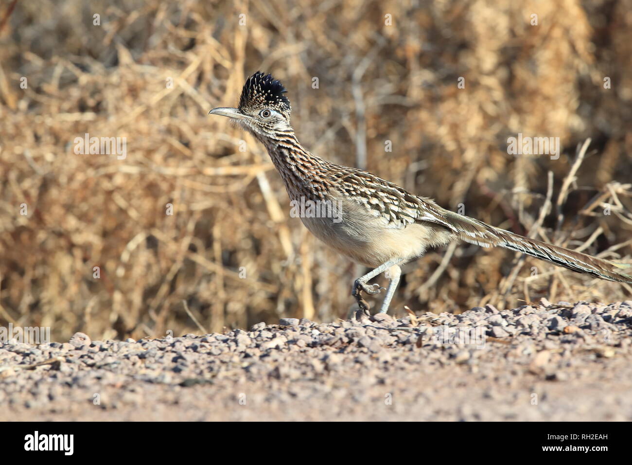 Roadrunner Bosque Del Apache Wildlife Refuge in New Mexico, USA Stockfoto