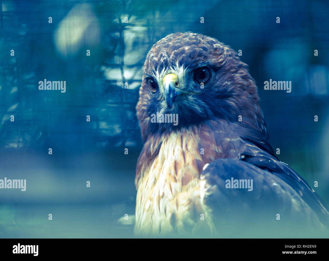 Nahaufnahme eines Red-Tailed Hawk auf einem blauen Hintergrund Stockfoto