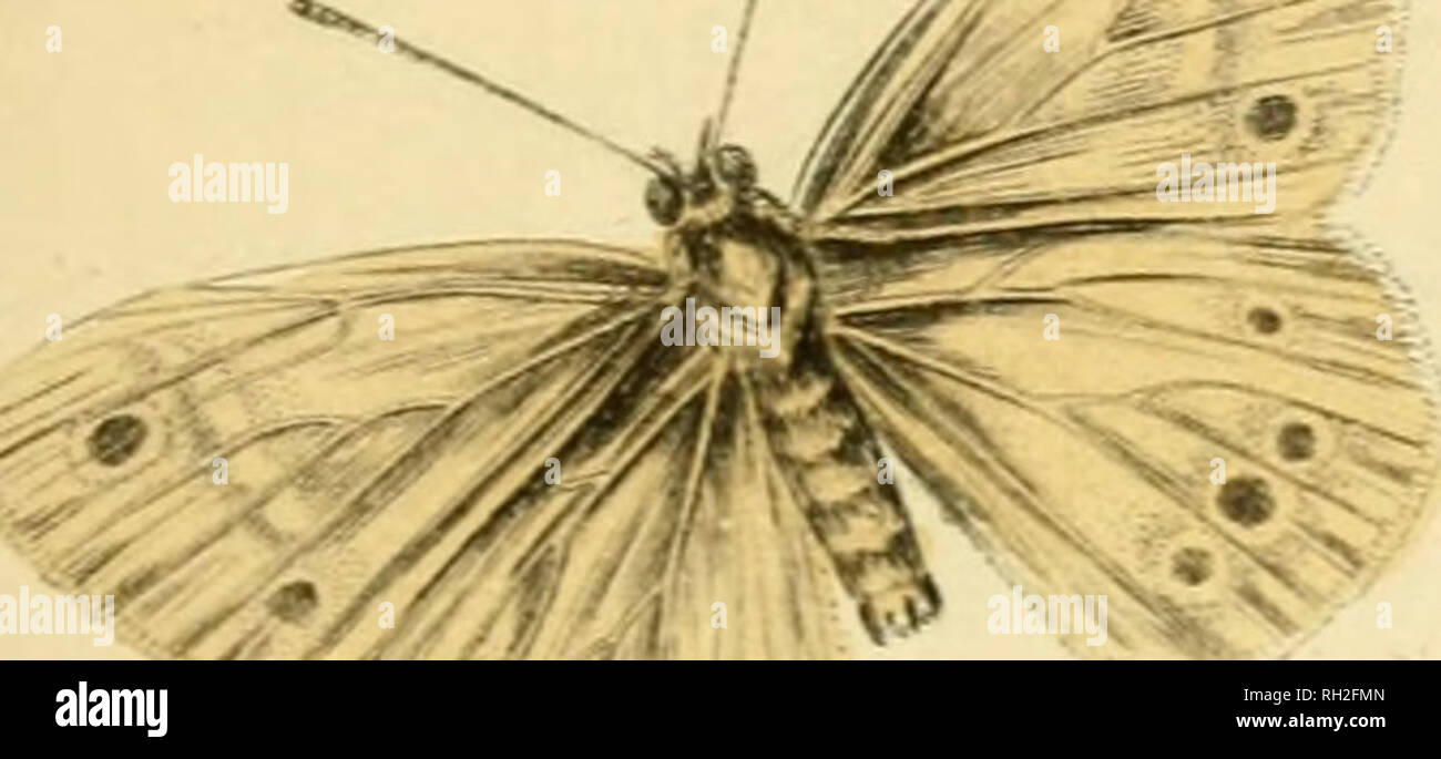 . Britische Schmetterlinge. Werner, Abraham Gottlob, 1749-1817; Schmetterlinge. Platte 26.. Bitte beachten Sie, dass diese Bilder sind von der gescannten Seite Bilder, die digital für die Lesbarkeit verbessert haben mögen - Färbung und Aussehen dieser Abbildungen können nicht perfekt dem Original ähneln. extrahiert. Duncan, James, 1804-1861; Cuvier, Georges, Baron, 1769-1832; Jardine, William, Sir, 1800-1874; Burth, Edward Henry, der ehemalige Eigentümer. DSI. Edinburgh: W. H. Lizars; London: Henry G. Bohn Stockfoto