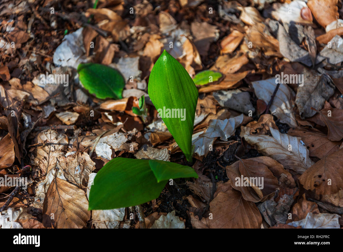 Allium ursinum Blume, Knoblauch Anlage Stockfoto