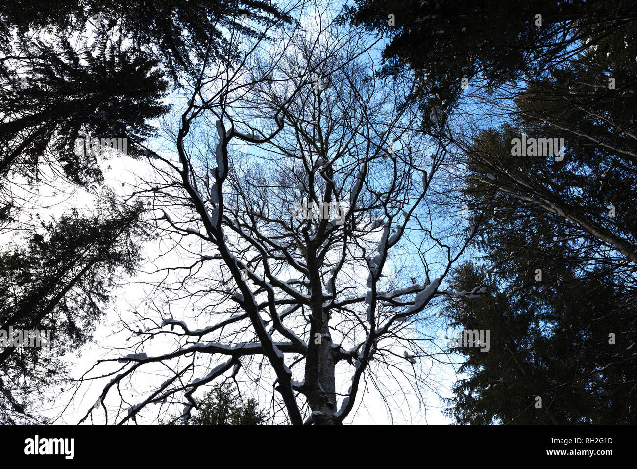 Verschiedene Arten von Bäumen im Bergwald, Ansicht von unten Stockfoto