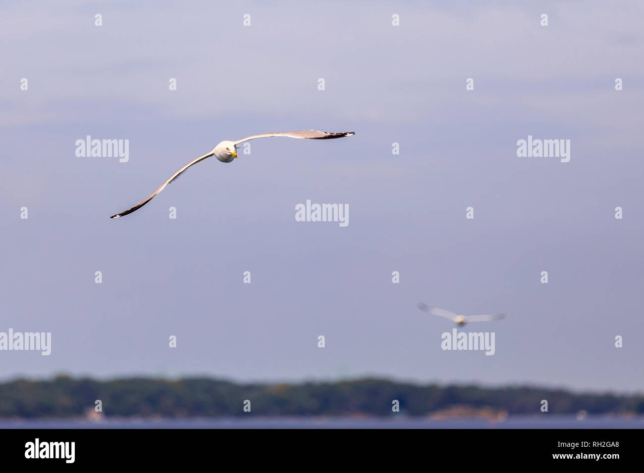 Porträt von zwei Möwen fliegen, ist man im Vordergrund, und die anderen im Hintergrund Stockfoto