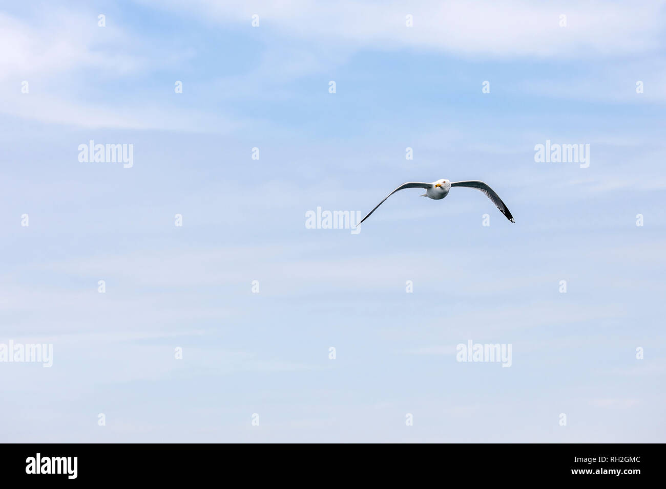 Möwe das Fliegen in den blauen Himmel Hintergrund Stockfoto