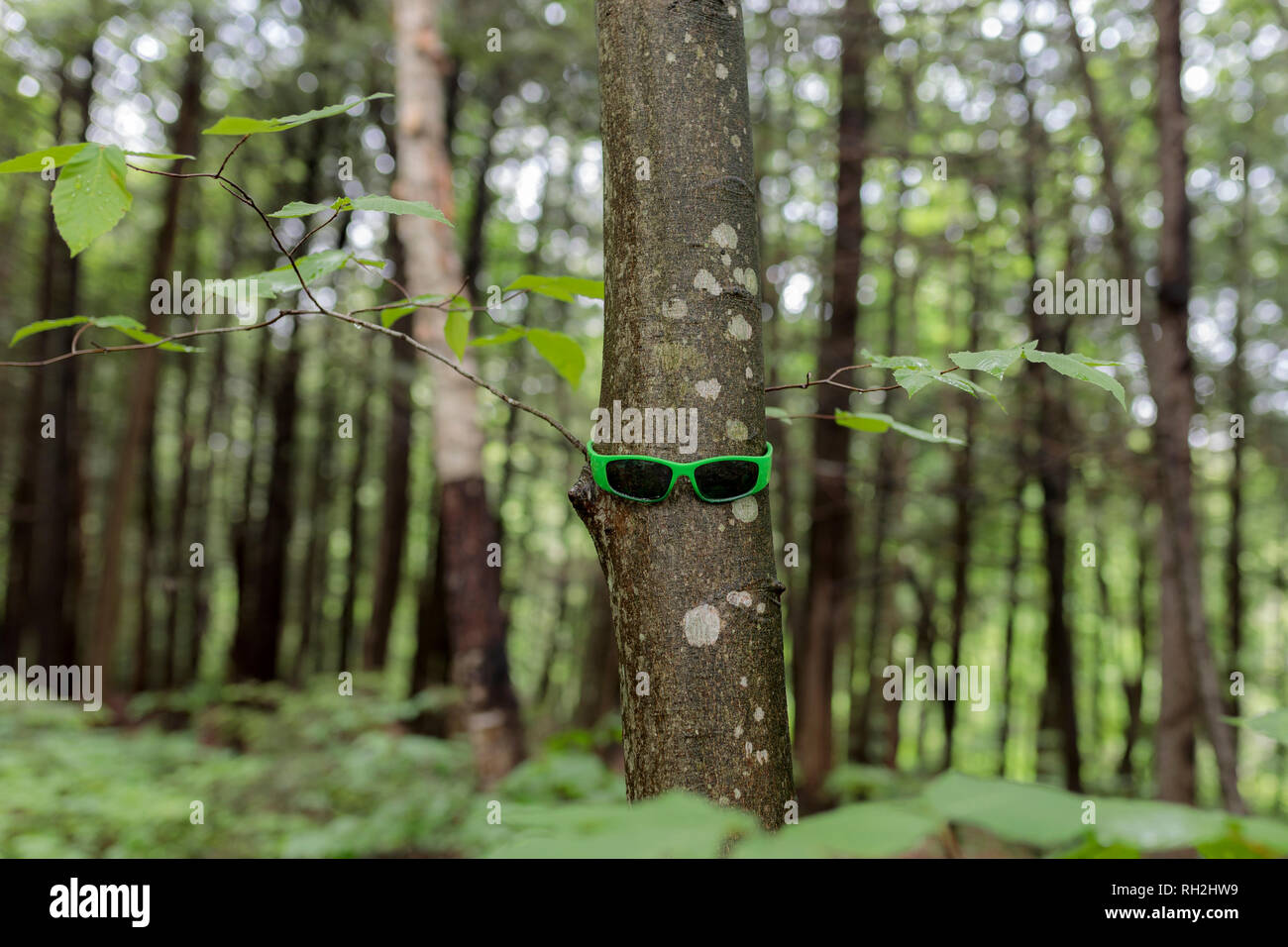 Ein cooler Baum mit grünen coole Brille im Wald Stockfoto