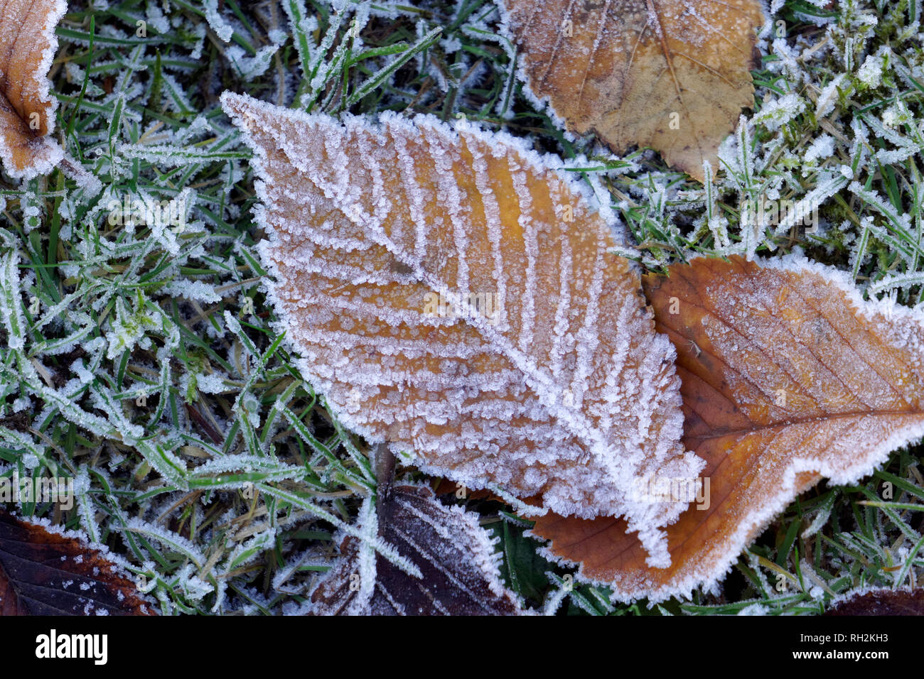Nahaufnahme einer Frosted sommergrünen Blätter, die auf dem Gras im Winter Stockfoto