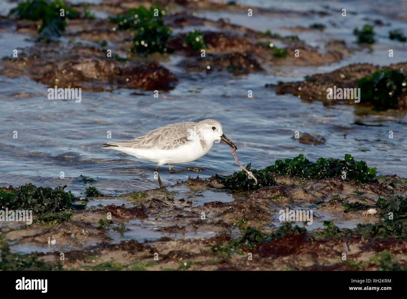 Sanderling Wurm essen. Nördlichen portugiesischen felsigen Küste. Stockfoto