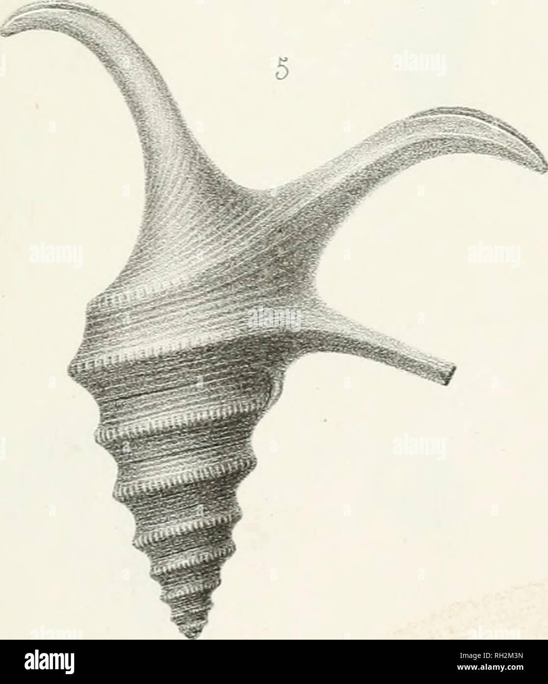 . Paléontologie Francaise; Beschreibung zoologique et géologique de tous les Animaux et mollusques rayonnés Fossilien de France. Paläontologie. . Bitte beachten Sie, dass diese Bilder sind von der gescannten Seite Bilder, die digital für die Lesbarkeit verbessert haben mögen - Färbung und Aussehen dieser Abbildungen können nicht perfekt dem Original ähneln. extrahiert. Orbigny, Alcide Dessalines d', 1802-1857. Paris Stockfoto