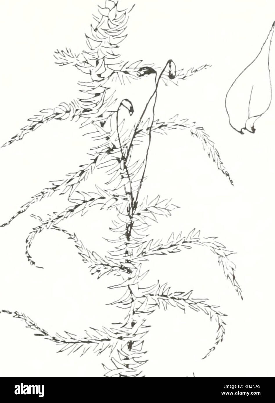 . Die Bryologist. Bryology; Bryology -- Zeitschriften. 5. Abb. 2. Hylocomium triquetrum x i; Stengel Blatt x 4. 4. H. sguarrosum (L.), B.&amp; S. hat eine mehr gefiederten Aussehen als H. pari-etimftn, die Blätter werden dünner und mehr (squarrose) auf die Stiele, die normalerweise rot sind, als auch diejenigen von parietinum und pro-liferu7n. Der apices der Blätter sind lang und schlank und zurückgebogen. Die. Bitte beachten Sie, dass diese Bilder aus gescannten Seite Bilder, die digital für die Lesbarkeit verbessert haben mögen - Färbung und Aussehen dieser Abbildungen können nicht perfekt t ähneln extrahiert werden Stockfoto