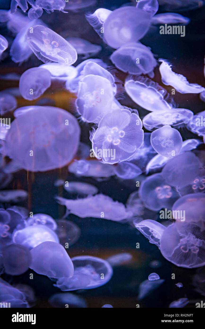 Viele transparente gemeinsame Quallen (Aurelia aurita) in einem Aquarium, vorkommen Pazifik, Aquarium Vancouver, British Columbia. Stockfoto
