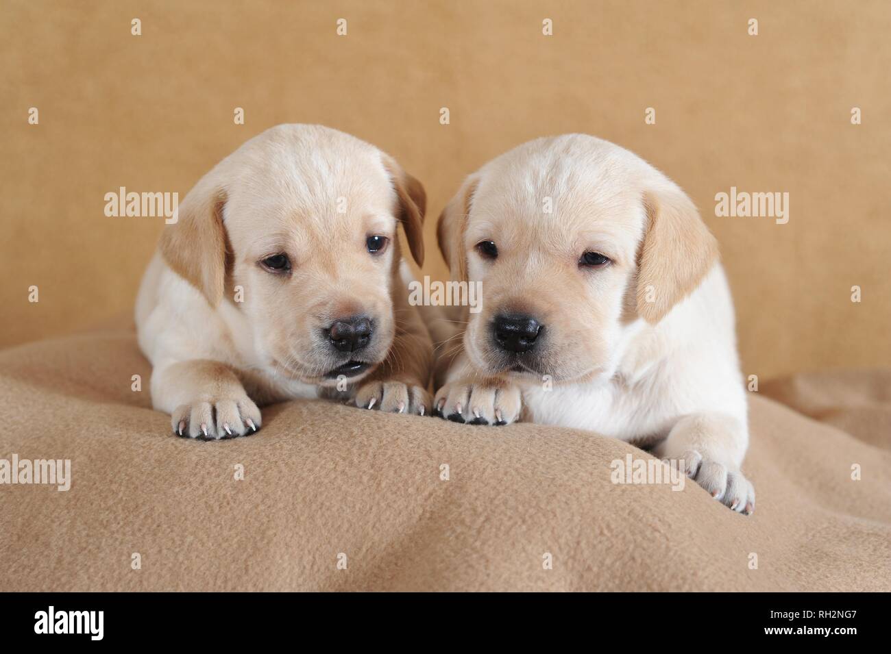 Labrador Retriever Gelb Welpen 3 Wochen Liegen Auf Einer Decke Osterreich Stockfotografie Alamy