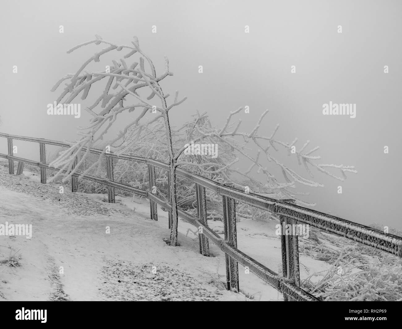 Winter Zweige von Bäumen im Raureif auf Hintergrund Schnee Stockfoto