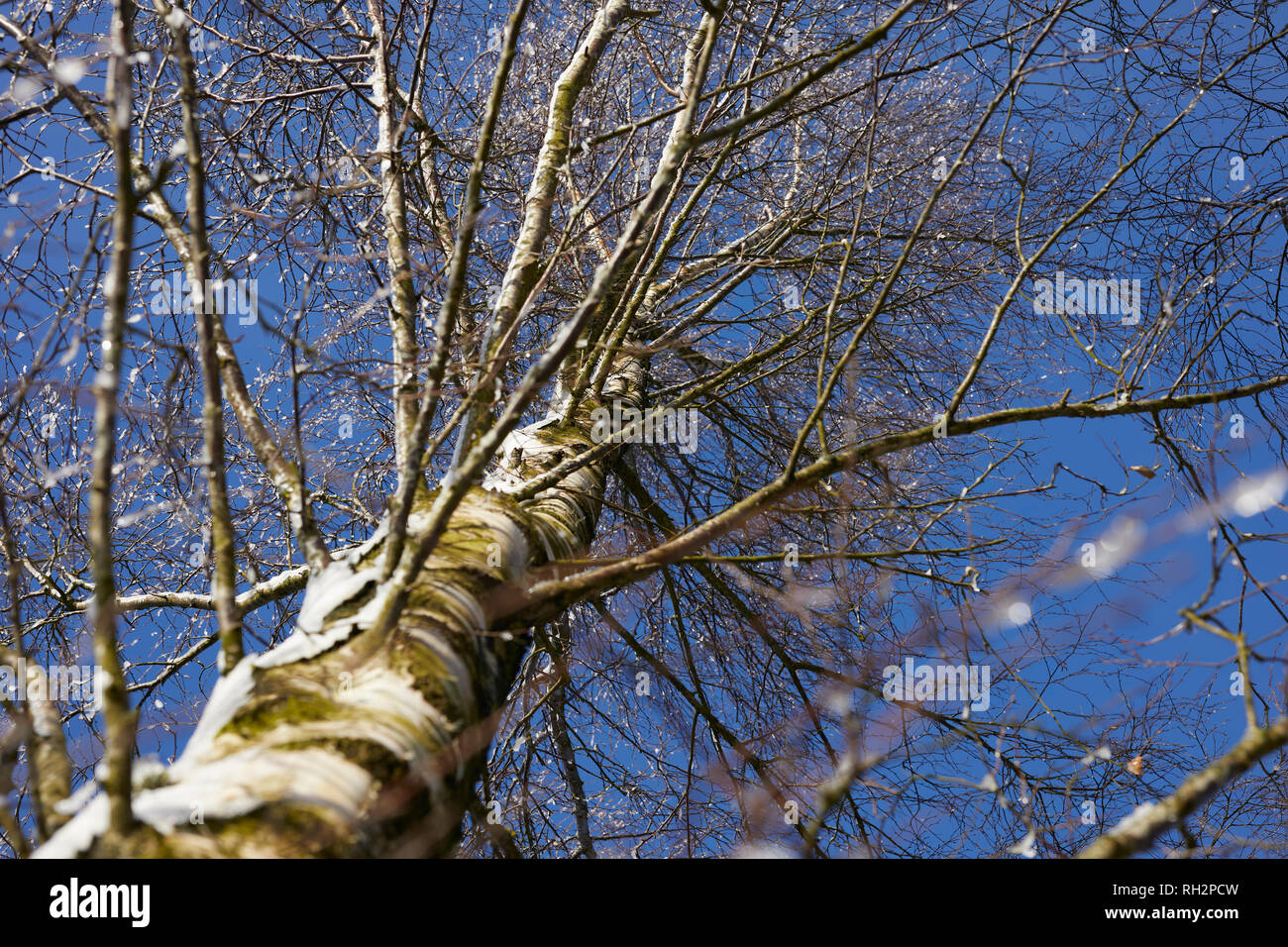 Torf LANE, NIDDERDALE, Harrogate, N YORKS, Großbritannien, 30. Jan 2019. Silver Birch Stamm, Äste und Zweige gegen einen sehr kühlen blauen Himmel Stockfoto