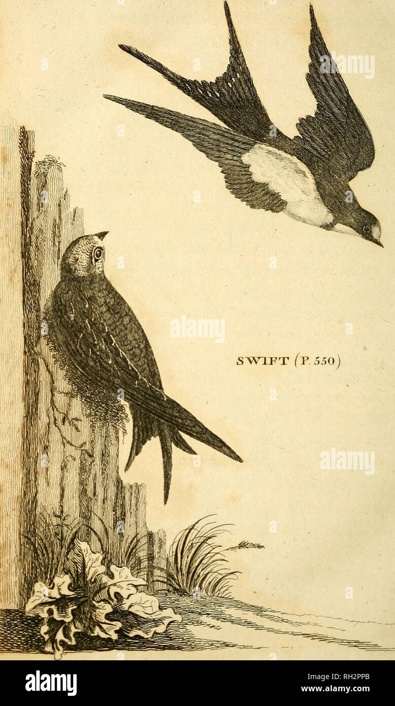 . Britische Zoologie. Zoologie; Wirbeltiere. pi. Ich^^. VOL IP. 543 Schornstein schlucken.. Bitte beachten Sie, dass diese Bilder sind von der gescannten Seite Bilder, die digital für die Lesbarkeit verbessert haben mögen - Färbung und Aussehen dieser Abbildungen können nicht perfekt dem Original ähneln. extrahiert. Wimpel, Thomas, 1726-1798; Richmond, Charles Wallace, 1868-1932, der ehemalige Eigentümer. DSI; Mearns, Edgar Alexander, 1856-1916, der ehemalige Eigentümer. DSI. London: Gedruckt für Wilkie und Robinson; J. Nunn; Weiß und Cochrane; Longman, Hurst, Rees, Orme, und Braun; Cadell und Davies, J. Harding; J. Stand; Richard J. Stockfoto