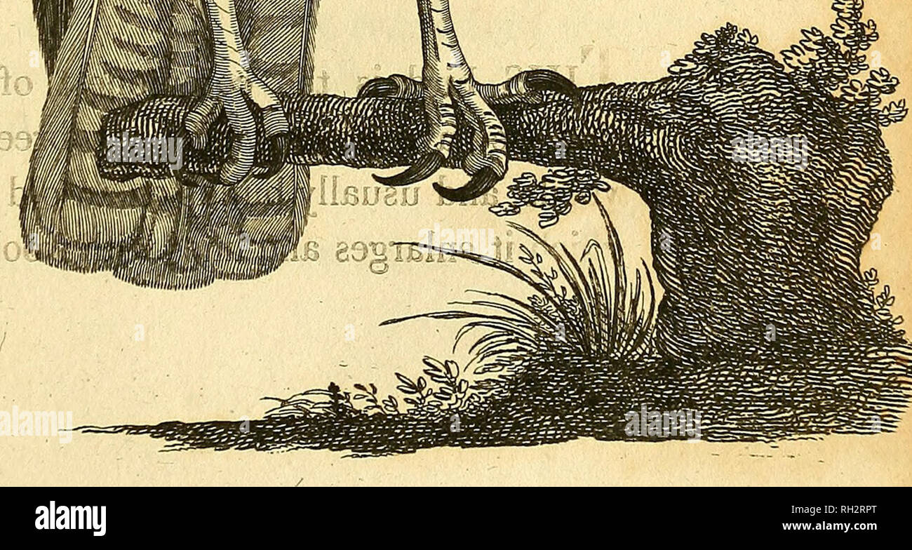 . Britische Zoologie. Zoologie; Wirbeltiere. "HUP" - lCÂ" 71 1':; (aba:. Bitte beachten Sie, dass diese Bilder sind von der gescannten Seite Bilder, die digital für die Lesbarkeit verbessert haben mögen - Färbung und Aussehen dieser Abbildungen können nicht perfekt dem Original ähneln. extrahiert. Wimpel, Thomas, 1726-1798; Richmond, Charles Wallace, 1868-1932, der ehemalige Eigentümer. DSI; Mearns, Edgar Alexander, 1856-1916, der ehemalige Eigentümer. DSI. London: Gedruckt für Wilkie und Robinson; J. Nunn; Weiß und Cochrane; Longman, Hurst, Rees, Orme, und Braun; Cadell und Davies, J. Harding; J. Stand; Richard J. Stockfoto