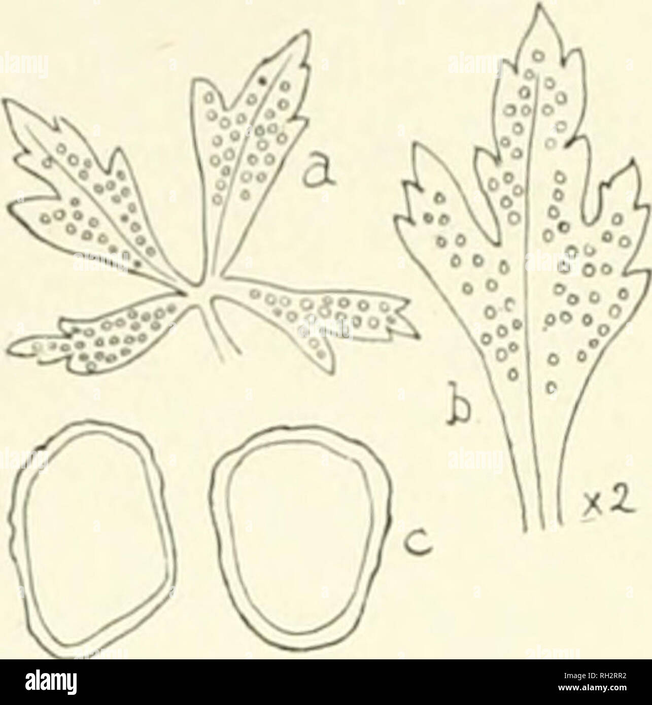 . Die britische Rostpilze (uredinales) ihre Biologie und Klassifizierung. Rostpilze - - Großbritannien. 330 (K'HKOI JUcidiospores der OKA. . Kcidi. Ich recht regelmäßig über die untere Oberfläche der Blätter verteilt, nicht sehr voll, kurz zylindrischen, weiß, mit geboren Drehgelenke Marge; Sporen unregelmäßig länglich, farblos, dünnwandig, sehr fein verruculose, 18 - 30 x 15 - 21/*. [Uredospores. Sori hypophyllous, Klein, rundlich, zerstreut, nicht mehr als mm Durchm.; Spore-Masse grau-ish oder gelblich-weiß, umgeben von einem Kreis von paraphyses. Welche Form eine Art peridium, aber ihre oberen Enden, w Stockfoto