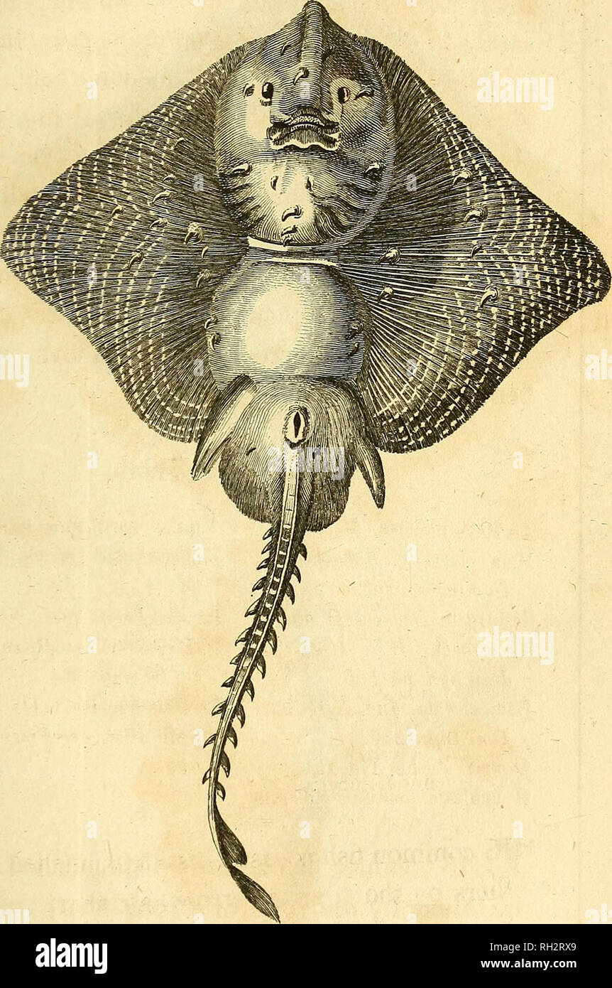 . Britische Zoologie. Zoologie; Wirbeltiere. n. xiv. VOL. 3. S. 122 THORNBACK. Mein. Bitte beachten Sie, dass diese Bilder sind von der gescannten Seite Bilder, die digital für die Lesbarkeit verbessert haben mögen - Färbung und Aussehen dieser Abbildungen können nicht perfekt dem Original ähneln. extrahiert. Wimpel, Thomas, 1726-1798; Richmond, Charles Wallace, 1868-1932, der ehemalige Eigentümer. DSI; Mearns, Edgar Alexander, 1856-1916, der ehemalige Eigentümer. DSI. London: Gedruckt für Wilkie und Robinson; J. Nunn; Weiß und Cochrane; Longman, Hurst, Rees, Orme, und Braun; Cadell und Davies, J. Harding; J. Stand; Richard J. Stockfoto