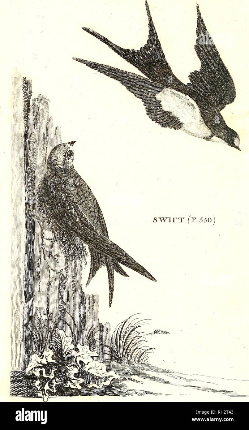 . Britische Zoologie. Zoologie. pl.a. xv. VOL IP. 545 AlAjOy CHIMNEIT SW ^^r .. Bitte beachten Sie, dass diese Bilder sind von der gescannten Seite Bilder, die digital für die Lesbarkeit verbessert haben mögen - Färbung und Aussehen dieser Abbildungen können nicht perfekt dem Original ähneln. extrahiert. Wimpel, Thomas, 1726-1798. London: Gedruckt für Wilkie und Robinson [etc. ] Stockfoto