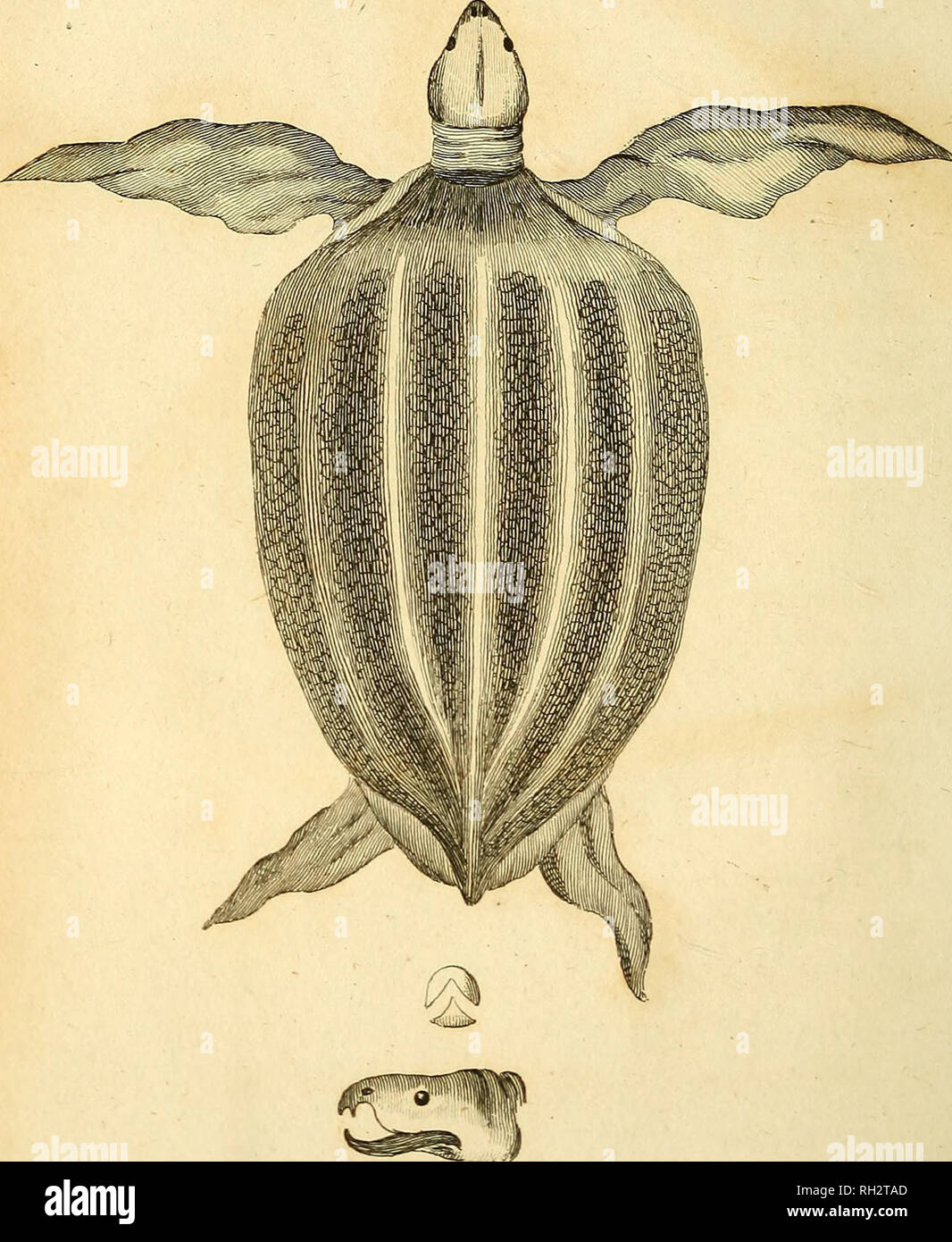 . Britische Zoologie. Zoologie; Wirbeltiere. PI I - voL. m.p.g CORIACEOUS SCHILDKRÖTE. Bitte beachten Sie, dass diese Bilder sind von der gescannten Seite Bilder, die digital für die Lesbarkeit verbessert haben mögen - Färbung und Aussehen dieser Abbildungen können nicht perfekt dem Original ähneln. extrahiert. Wimpel, Thomas, 1726-1798; Richmond, Charles Wallace, 1868-1932, der ehemalige Eigentümer. DSI; Mearns, Edgar Alexander, 1856-1916, der ehemalige Eigentümer. DSI. London: Gedruckt für Wilkie und Robinson; J. Nunn; Weiß und Cochrane; Longman, Hurst, Rees, Orme, und Braun; Cadell und Davies, J. Harding; J. Stand; Richard J. Stockfoto