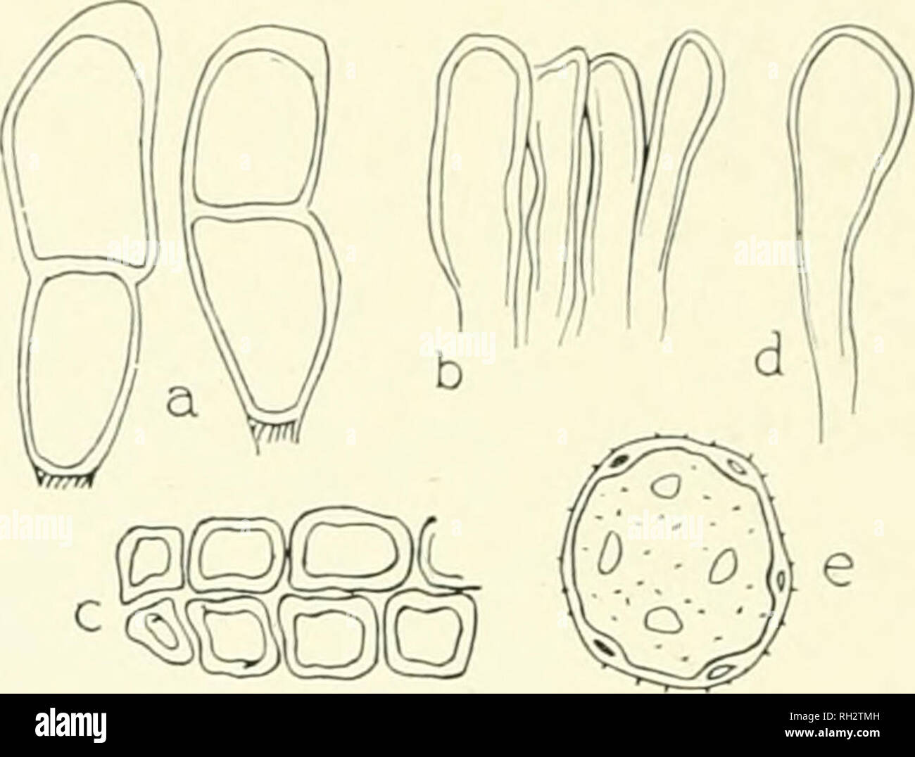 . Die britische Rostpilze (uredinales) ihre Biologie und Klassifizierung. Rostpilze - - Großbritannien. 264 PUCCINIA Membran mit über neun (7-10) Keim-Poren, die jeweils durch umgeben sind; ich kleine Verdickung der Cell-Wand, so dass Sie schauen einige - was wie ein "grenzt Grube"; die teleuto - Sori meistens auf den unteren Blatt-Fläche oder Mantel, schwarz, die von der Epidermis bedeckt; die teleutospores obconical oder mit Fast]. arallt'l Seiten, truncate, abgerundet, oder spitz (obtusely und oft schräg) an der Spitze; die leicht verdickte apikal an der Wand und ein breites Band an der Basis kastanie Stockfoto