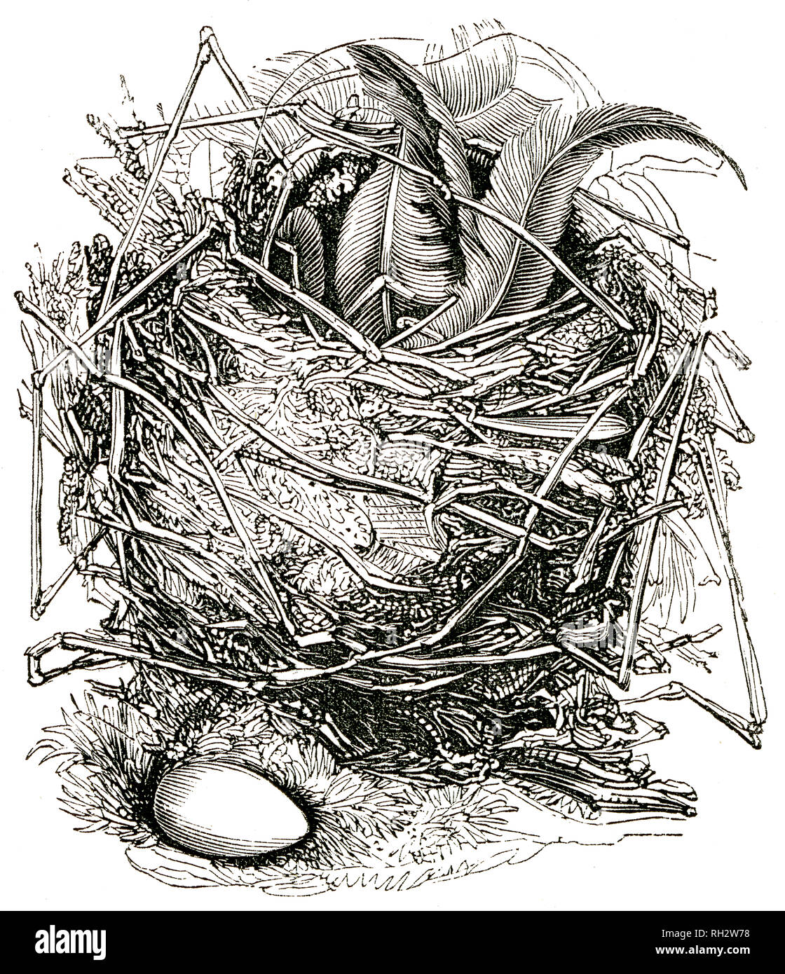 Von "Die natürliche Geschichte der Selborne" Durch die Rev Gilbert Weiß, 1875 Edition genommen Stockfoto
