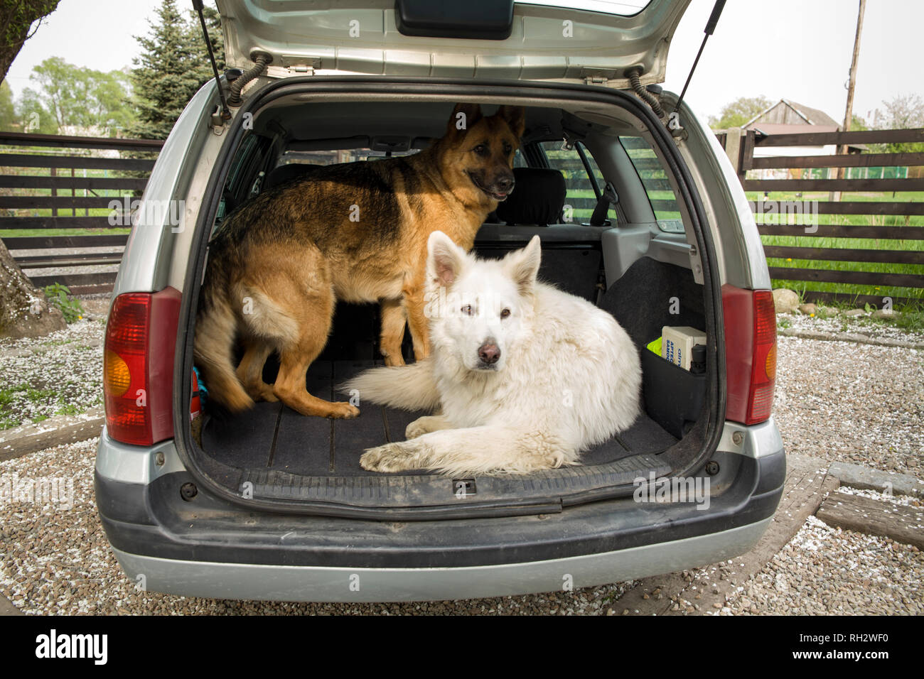 Zwei große Hunde im Auto. Die Hunde im Auto. Reisen mit Hund. Kofferraum  und Hirten Stockfotografie - Alamy