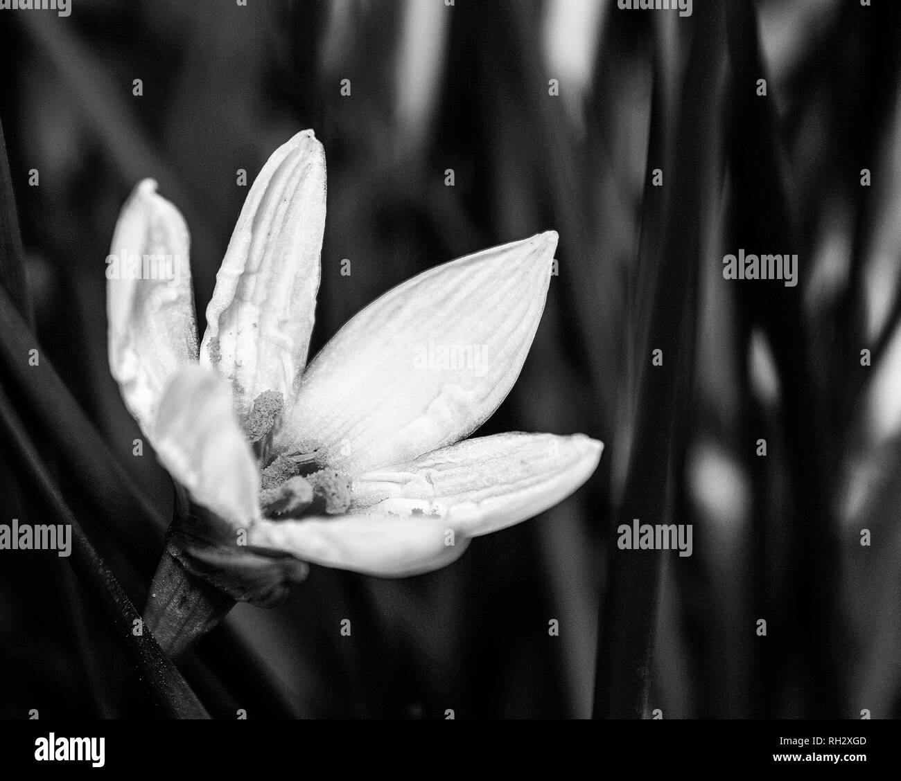 Dekorative weiße Blume regen lily Zephyranthes grandiflora auf unscharfen Hintergrund, Nahaufnahme Stockfoto