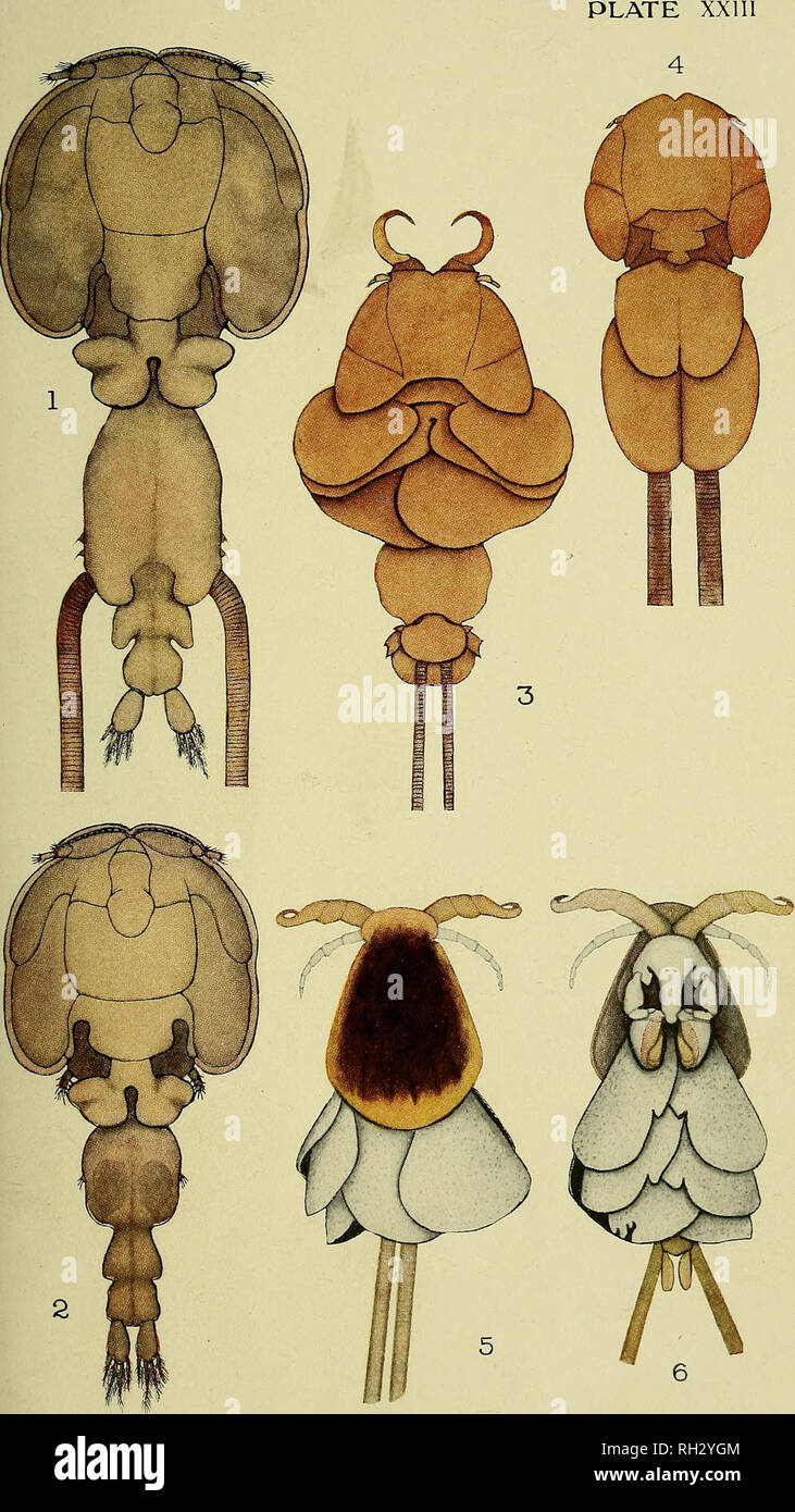 . Die britische parasitäre Copepoda. Copepoda; Krebstiere, Fische. . Bitte beachten Sie, dass diese Bilder sind von der gescannten Seite Bilder, die digital für die Lesbarkeit verbessert haben mögen - Färbung und Aussehen dieser Abbildungen können nicht perfekt dem Original ähneln. extrahiert. Scott, Thomas; Scott, Andrews. London, Gedruckt für den Ray Gesellschaft Stockfoto