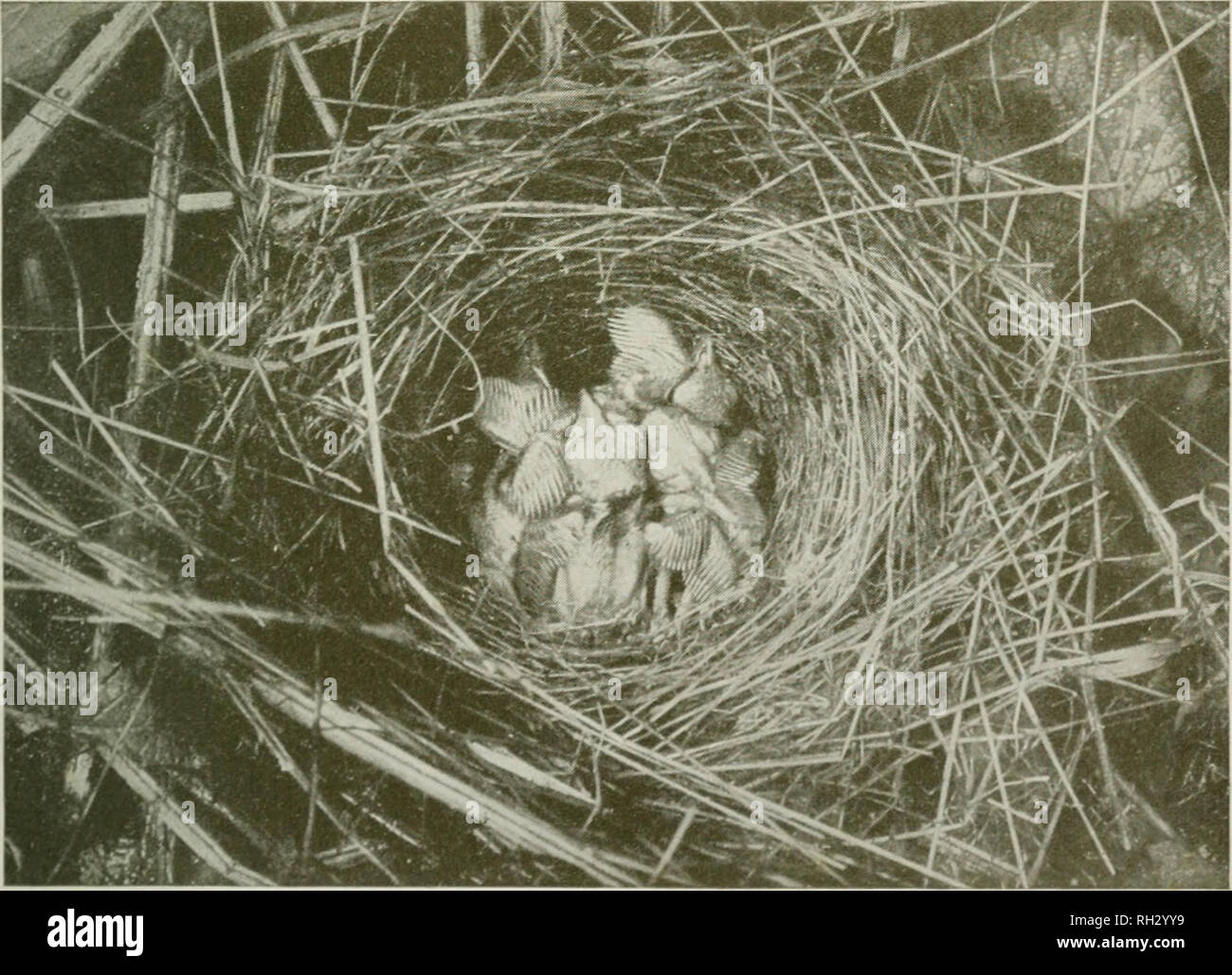 . Britische Brutvögel: Eine vollständige Aufzeichnung aller Arten, deren Nester in der Britischen Inseln. Vögel - Großbritannien Identifikation. Nest und Eier von größeren Whitethroat.. (Mehr VToung Whitethroats.. Bitte beachten Sie, dass diese Bilder sind von der gescannten Seite Bilder, die digital für die Lesbarkeit verbessert haben mögen - Färbung und Aussehen dieser Abbildungen können nicht perfekt dem Original ähneln. extrahiert. Westell, William Percival, 1874-1937. London: J. M. Dent Stockfoto