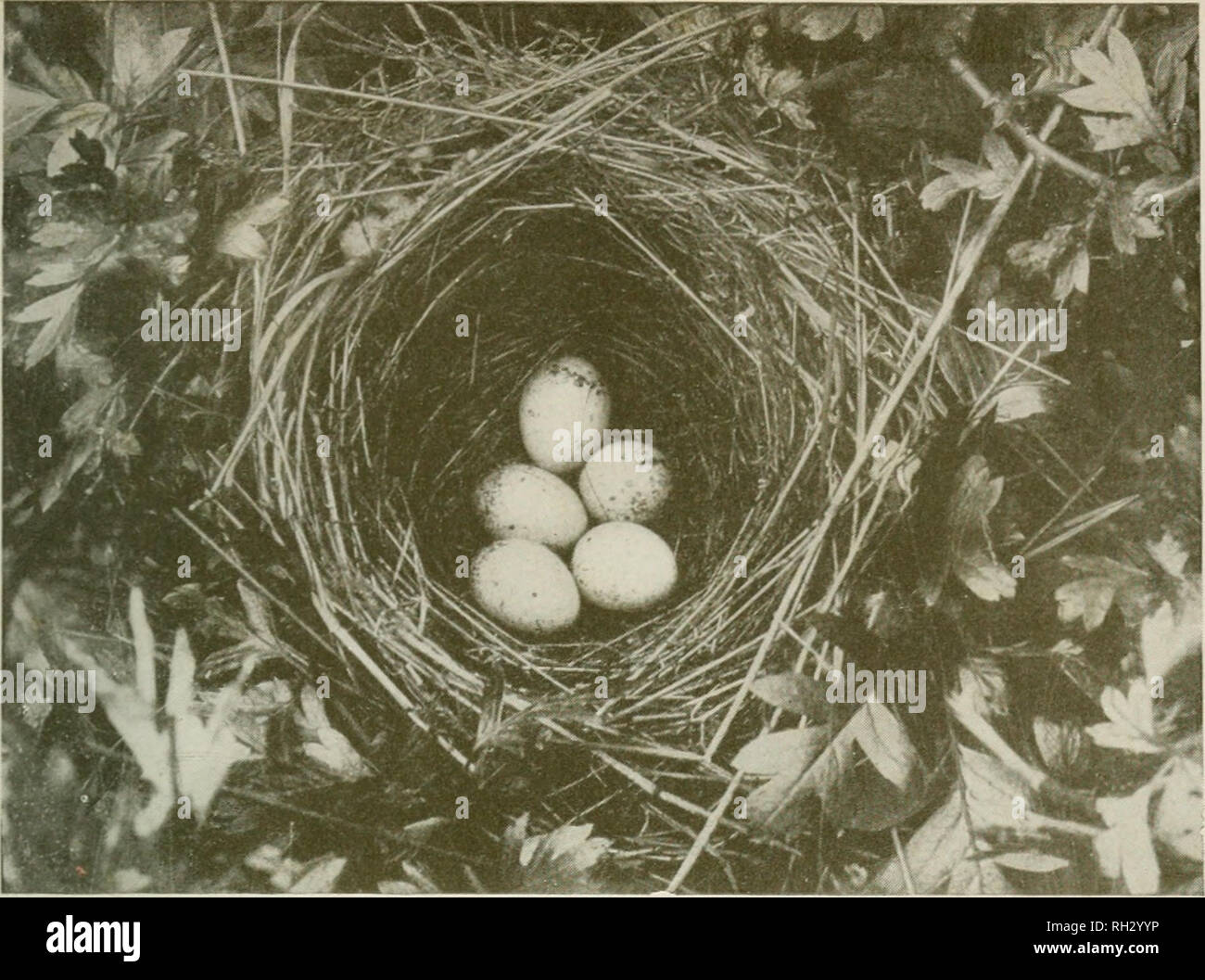 . Britische Brutvögel: Eine vollständige Aufzeichnung aller Arten, deren Nester in der Britischen Inseln. Vögel - Großbritannien Identifikation. Nest und Eier von größeren Whitethroat.. Bitte beachten Sie, dass diese Bilder sind von der gescannten Seite Bilder, die digital für die Lesbarkeit verbessert haben mögen - Färbung und Aussehen dieser Abbildungen können nicht perfekt dem Original ähneln. extrahiert. Westell, William Percival, 1874-1937. London: J. M. Dent Stockfoto