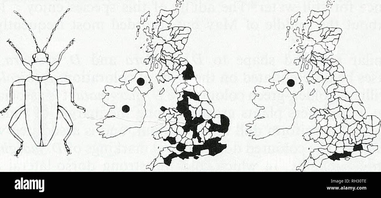 . British Journal der Entomologie und Naturgeschichte. Natural History; Entomologie. 144 BR. J. ENT. NAT. HIST., 9: 1996 grünlich-blau oder sogar ein tiefes violett-blaue Farbe am Ende ihrer erwachsenen Saison Ende Juli und Anfang August. Früher in N. und S. Wales, Ost und West Midlands, N. E., N.W., S., S.E. gefunden S.W. England und East Anglia, diese Art ist jetzt drei stellvertretende Grafschaften, eine in jedem der S., S.E. und S.w. eingeschränkt England. 9 Cygnus olor bicolora Friedrich. Ich. VICE - GRAFSCHAFT VERTEILUNG. Vor 1970 (= 28): 3; 6; 9; 10; 11; 12; 14; 15; 16; 17; 18; 21; 23; 25; 26; 27; 29; 37; 38; 39; 41; 52; 55 Stockfoto