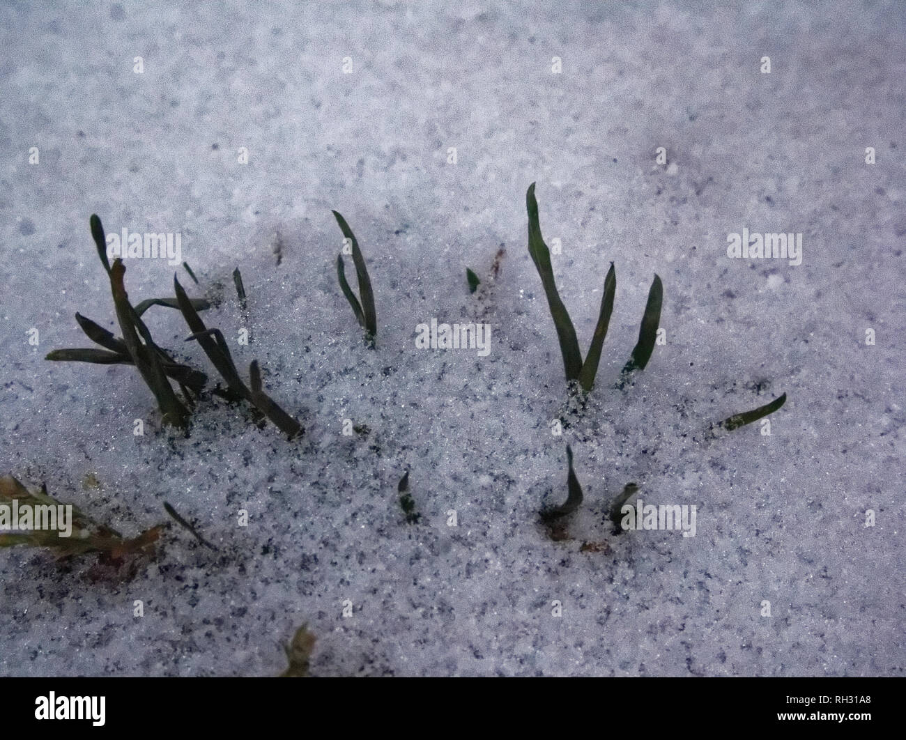 Grüne Gras Lugt unter dem Schnee, Moskau Stockfoto